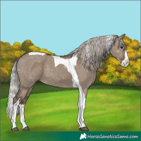 Horse Color:Silver Grullo Splash Tobiano Rabicano