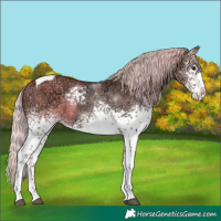 Horse Color:White Spotted Silver Grullo Ice Splash Tobiano Rabicano 
