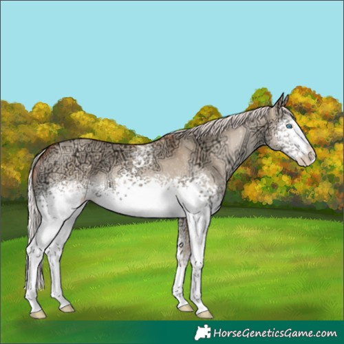 Horse Color:White Spotted Silver Sable Champagne Ice Dun Splash Rabicano