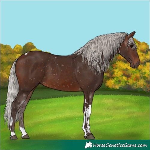 Horse Color:Silver Brown Tobiano 