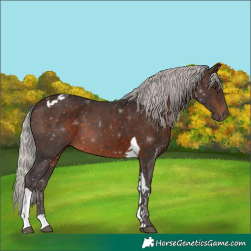 Horse Color:Silver Brown Tobiano