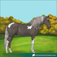 Horse Color:Silver Black Tobiano 