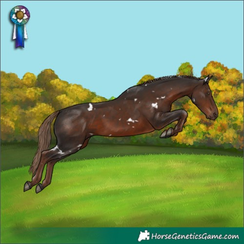 Horse Color:White Spotted Liver Chestnut