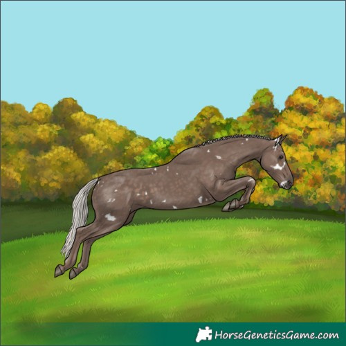 Horse Color:White Spotted Silver Black 