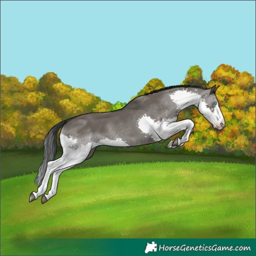 Horse Color:Grullo Splash