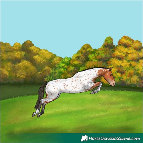 Horse Color:Bay Tobiano Near Leopard 