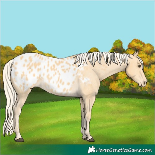 Horse Color:Palomino Appaloosa 