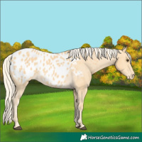 Horse Color:Palomino Appaloosa