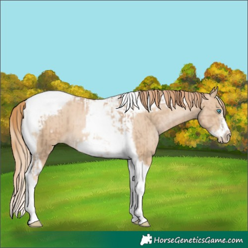 Horse Color:Chocolate Palomino Pearl Tobiano Frame and Smoky Black Pearl Tobiano Frame