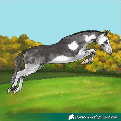 Horse Color:Black Splash 