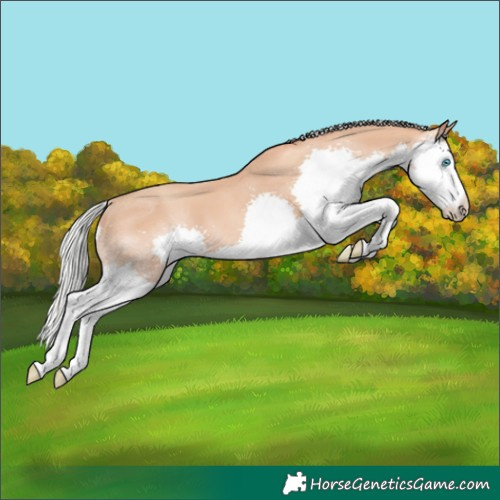 Horse Color:Silver Sable Champagne Splash