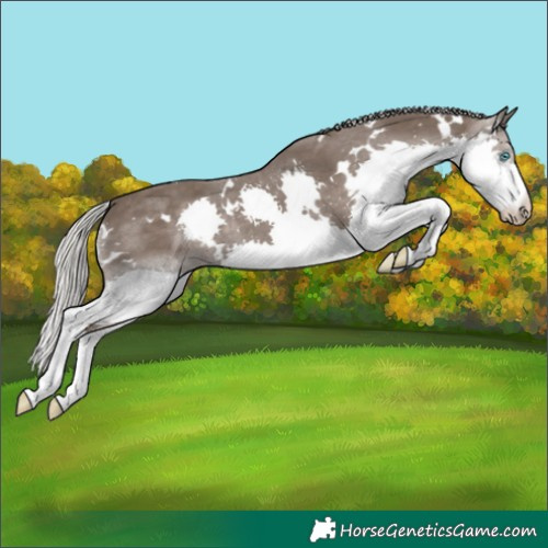 Horse Color:White Spotted Silver Black Splash