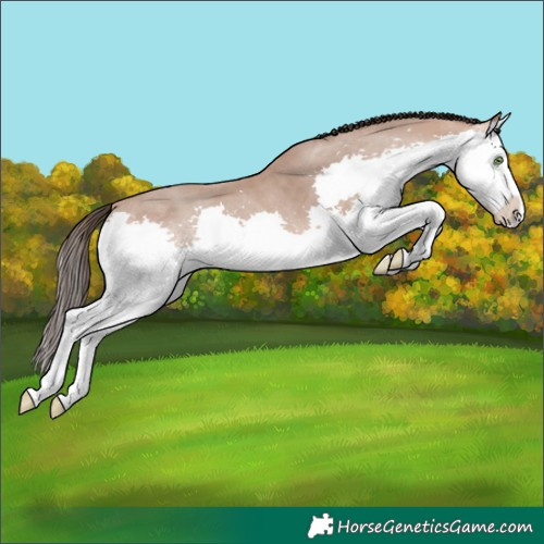 Horse Color:Amber Champagne Splash 