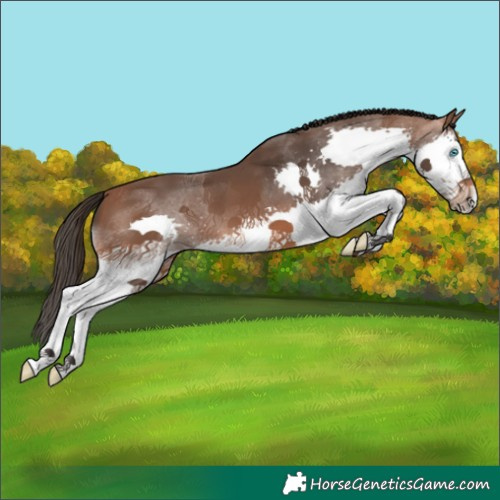 Horse Color:Bay Splash 