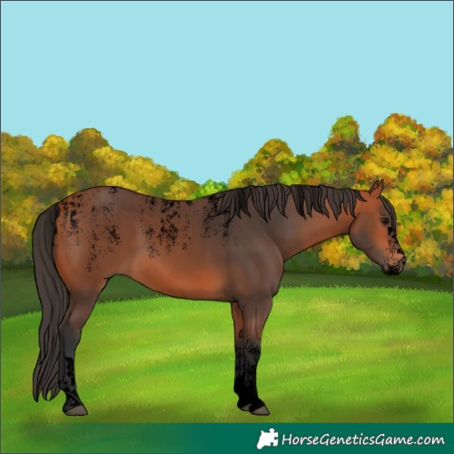 Horse Color:Powder White Void Bay