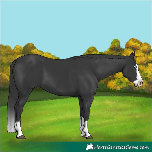Horse Color:Black Splash