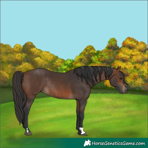 Horse Color:Brown Rabicano  and Brown Rabicano 