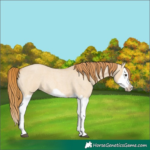 Horse Color:Red Dun Roan Splash Frame Rabicano 