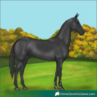 Horse Color:Black 