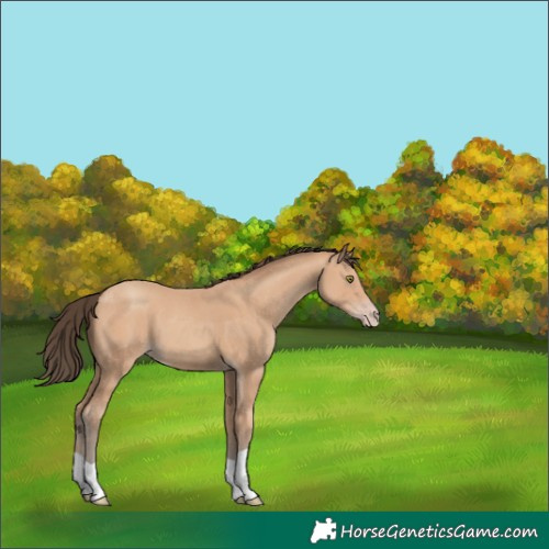 Horse Color:Amber Champagne