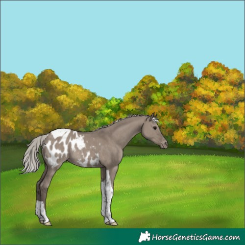 Horse Color:Silver Grullo Tobiano Appaloosa Rabicano 