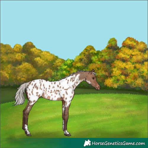 Horse Color:Silver Brown Dun Tobiano Appaloosa Rabicano 