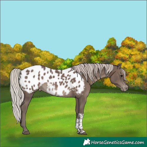 Horse Color:Silver Black Tobiano Blanket Rabicano 