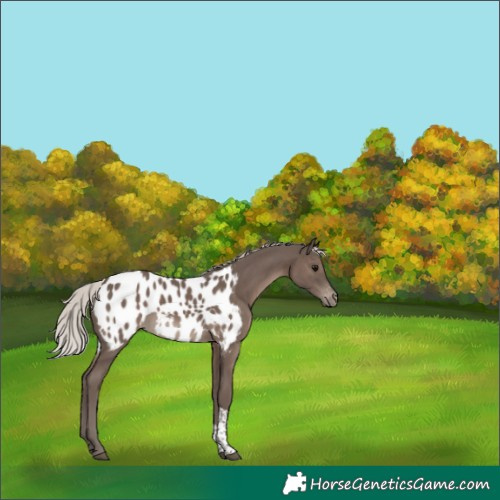 Horse Color:Silver Black Tobiano Appaloosa Rabicano