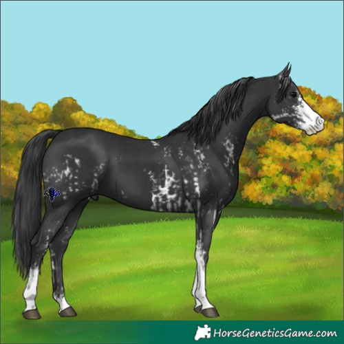 Horse Color:Black Sabino  and Black Sabino 