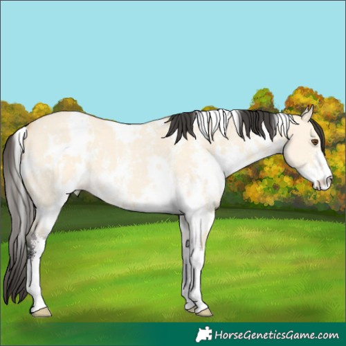 Horse Color:White Spotted Buckskin Dun Sabino