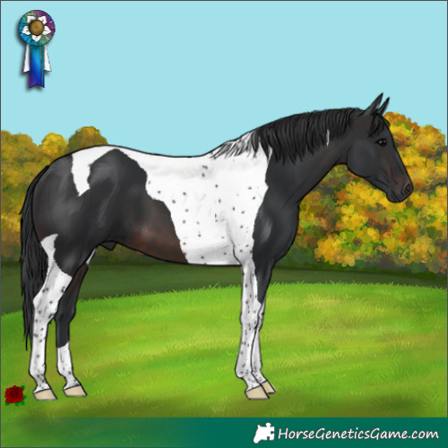 Horse Color:Brown Tobiano 