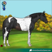 Horse Color:Brown Tobiano