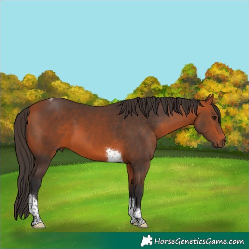 Horse Color:Bay Tobiano 