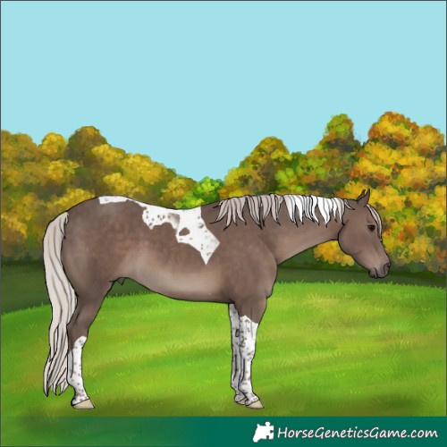 Horse Color:Silver Black Tobiano