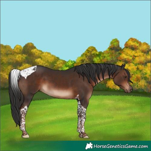 Horse Color:Liver Chestnut Tobiano