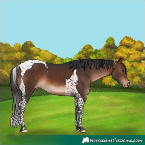 Horse Color:Brown Tobiano Varnish 
