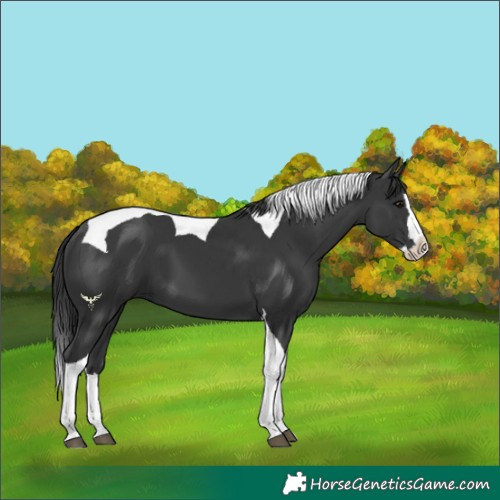 Horse Color:Black Splash Tobiano 