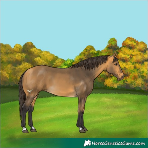 Horse Color:Buckskin 