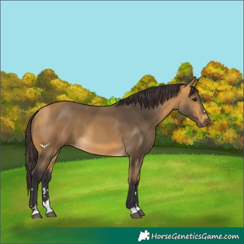 Horse Color:Buckskin