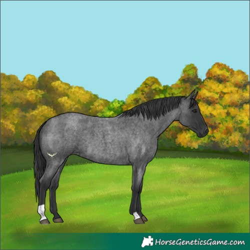 Horse Color:Blue Roan