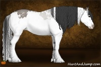 Horse Color:White Spotted Grullo Roan Splash Rabicano