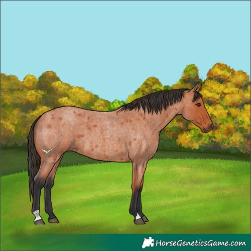 Horse Color:Bay Roan