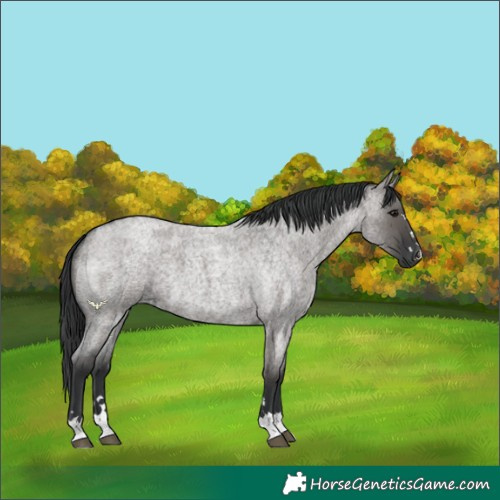 Horse Color:Grullo Roan 