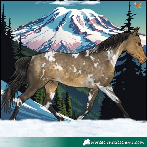 Horse Color:White Spotted Buckskin Dun Appaloosa Rabicano