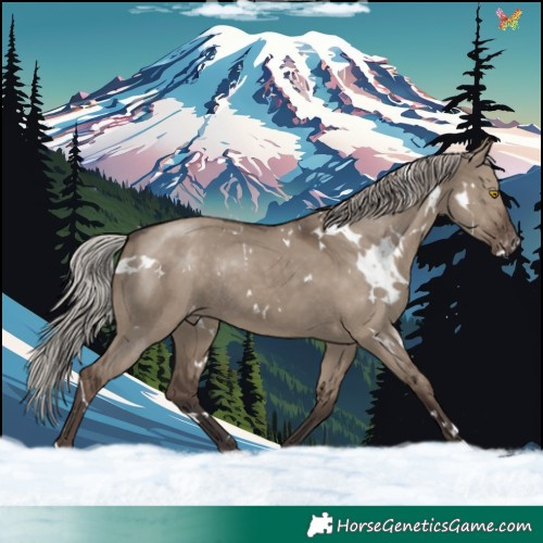 Horse Color:White Spotted Silver Grullo Appaloosa Rabicano 