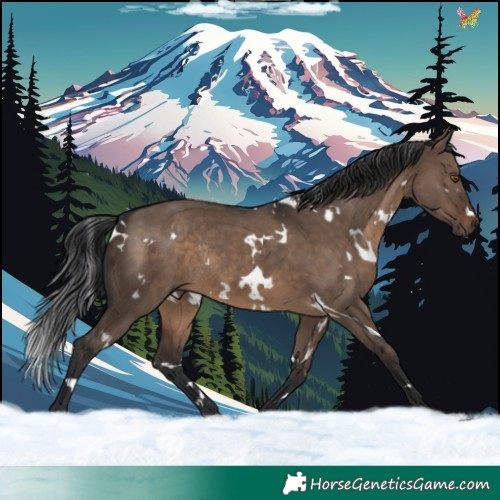 Horse Color:White Spotted Brown Dun Rabicano 