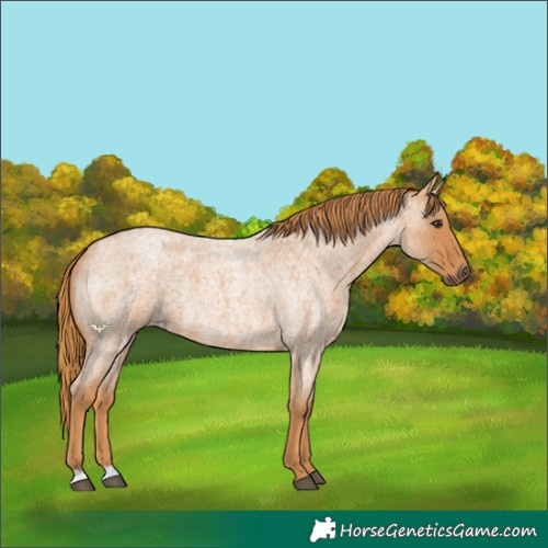 Horse Color:Red Roan