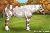 Horse Color:White Spotted Chestnut Rabicano 