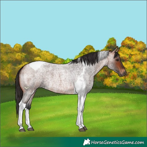 Horse Color:Bay Roan Tobiano 