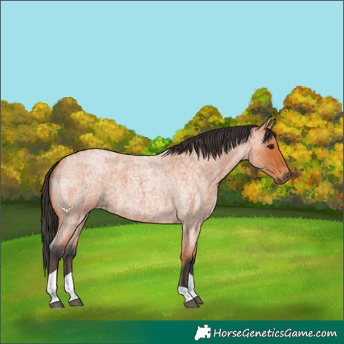 Horse Color:Bay Roan Tobiano